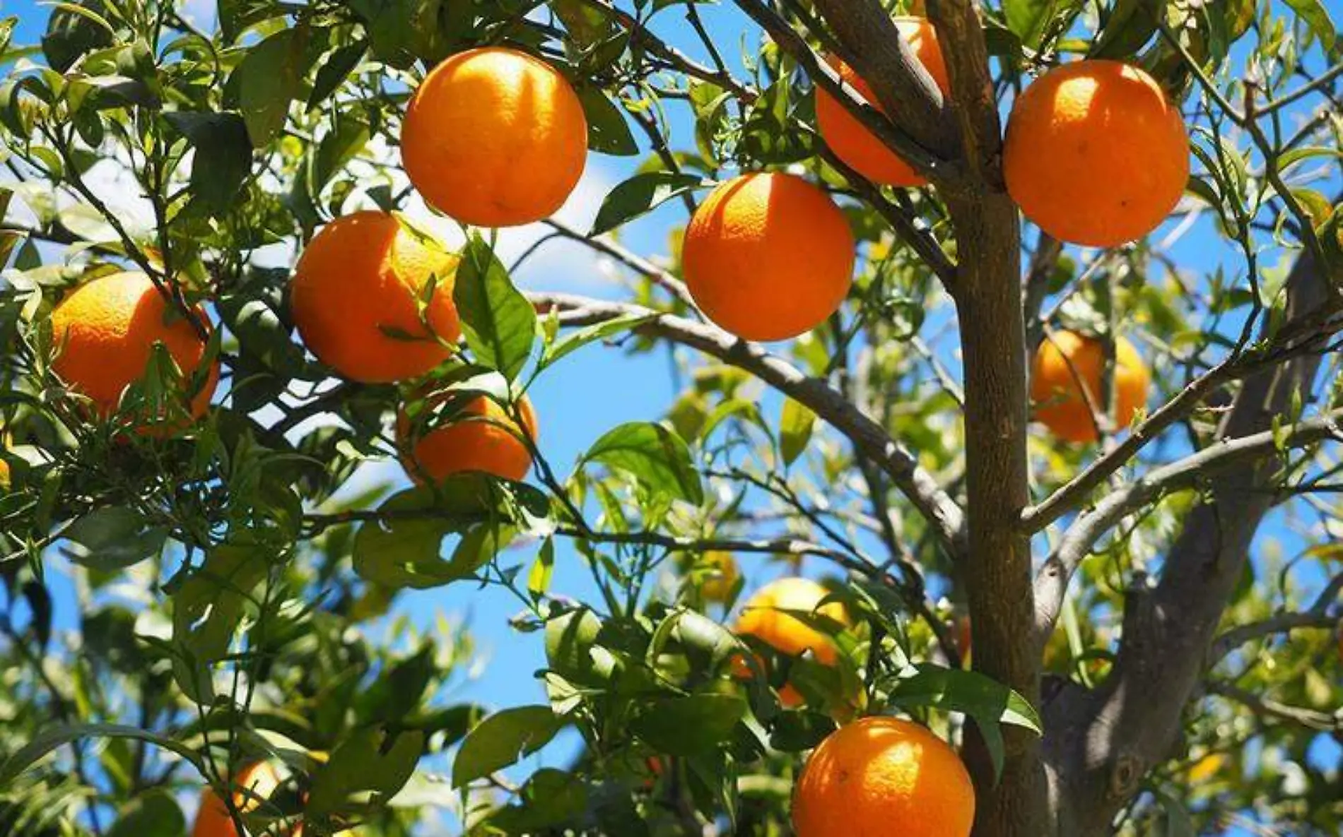 árbol frutal